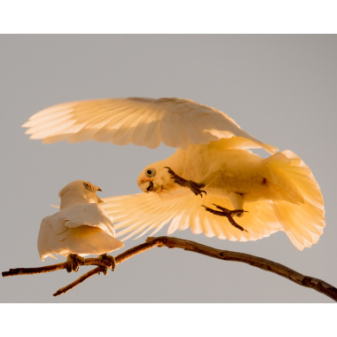 Corella wars